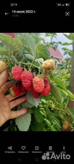 Саженцы малины