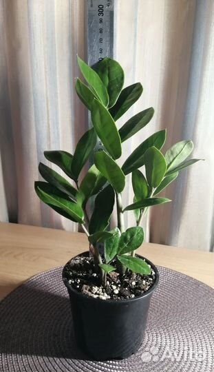 Замиокулькас