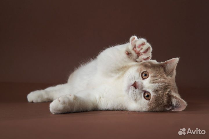 Британская кошка