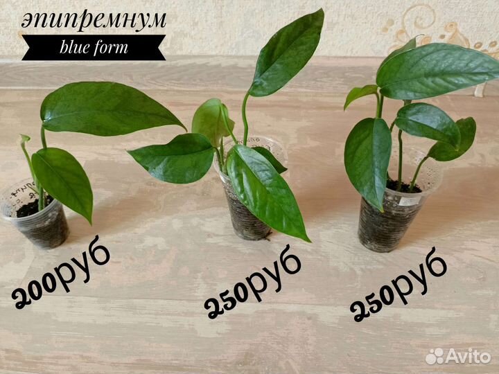 Эпипремнумы, сциндапсусы,хойи,сингониумы сортовые