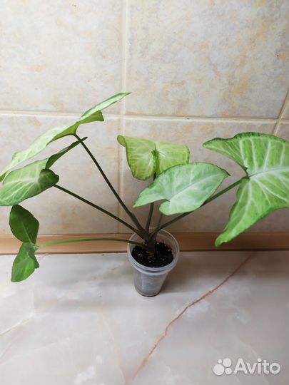 Аглаонеиа, колеус