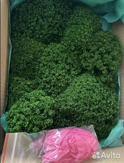 Вечно зеленый мох для интерьер рейка спилы декор