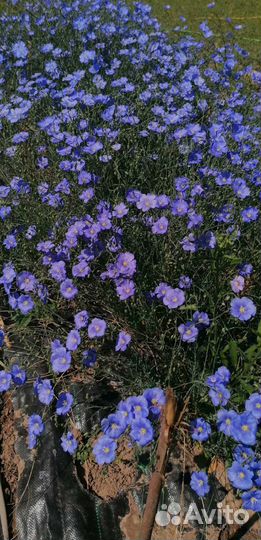 Лен растение многолетник