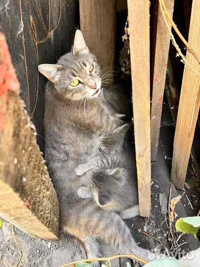 Котята в добрые руки