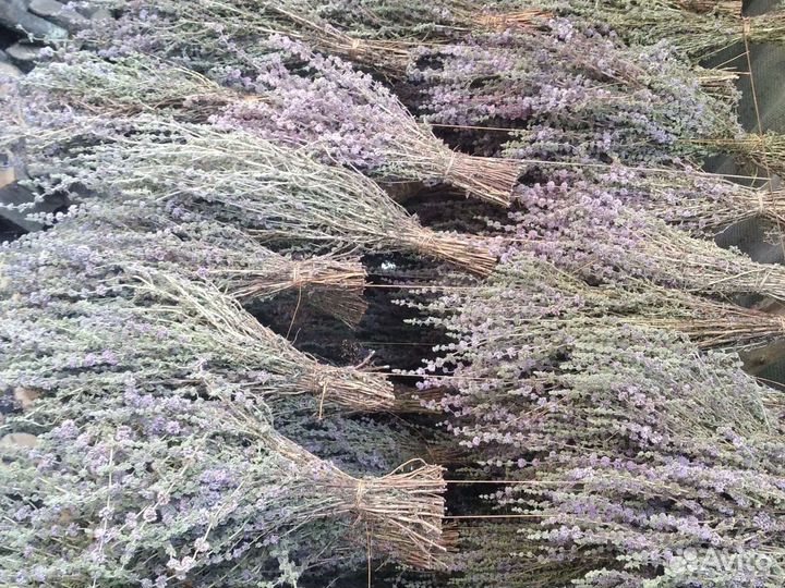 Мята, донник, чебрец, шалфей, зверобой