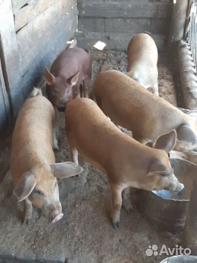 Продам поросят