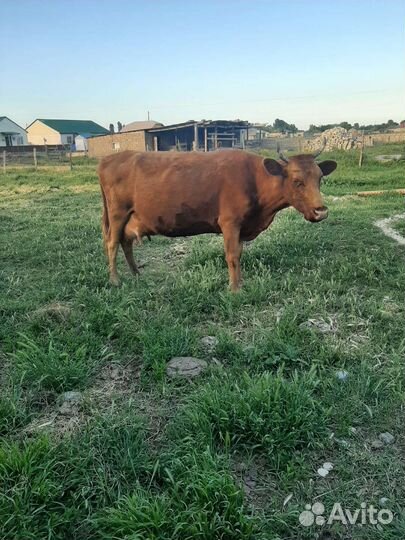 Продаю 2 коровы и телонк,теленок бычок ему 2,5 м