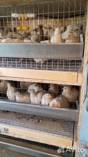 Перепела техасец утяжеленый Продаю