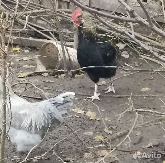 Молодые петухи