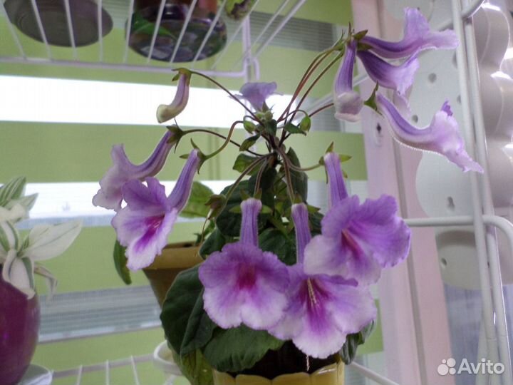 Цветущие фиалки