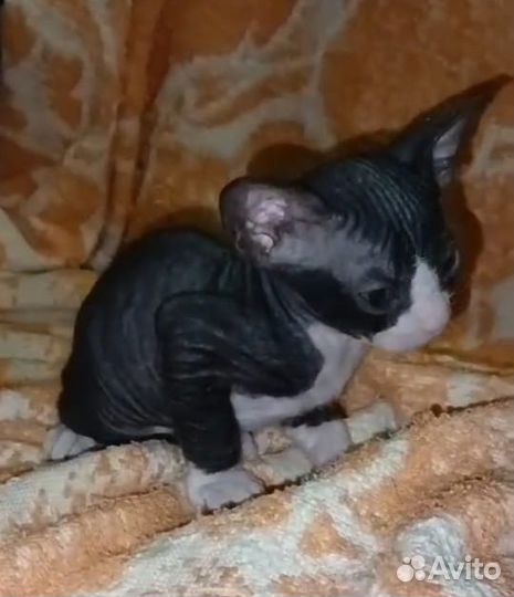 Сфинкс велюровые котята