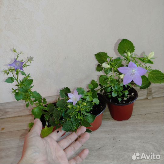 Кампанулы, жених и невеста, глоксинии