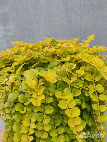 Вербейник монетчатый