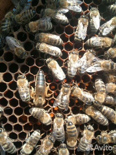 Матки плодные