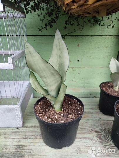 Сансевиерия сортовая