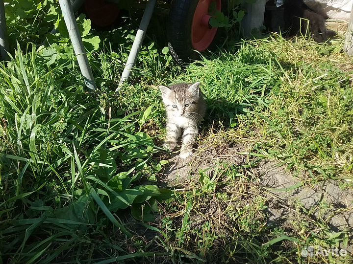 Котята в добрые руки бесплатно