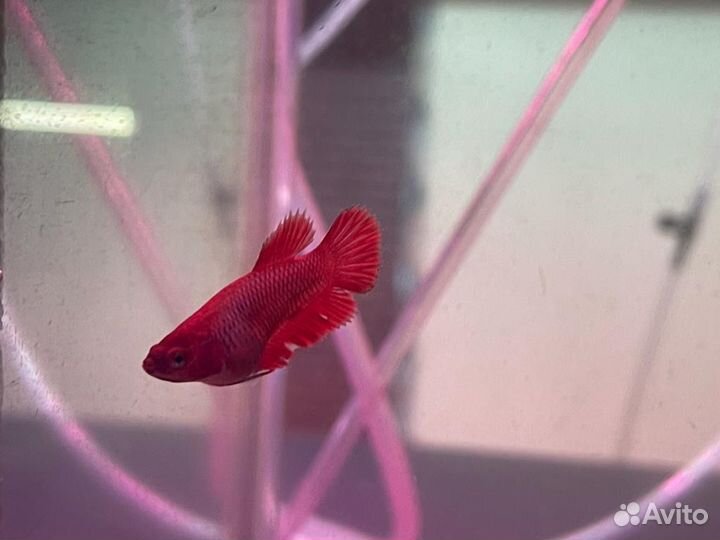 Петушок и курочка аквариумные рыбки