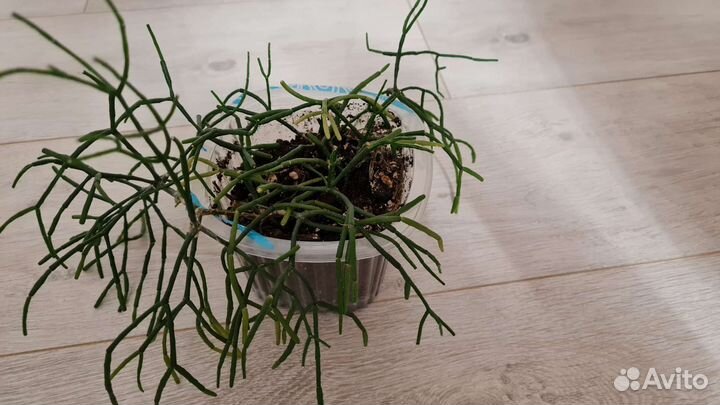 Брызги шампанского