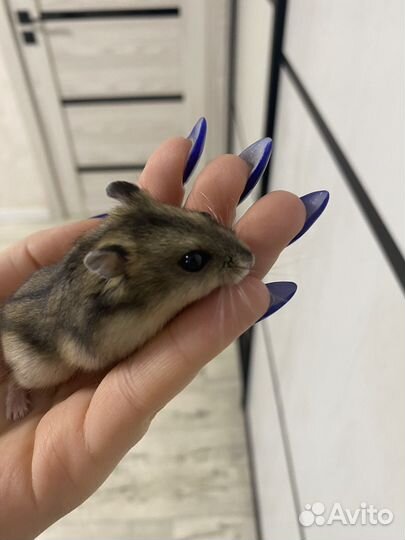 Джунгарский хомяк с клеткой