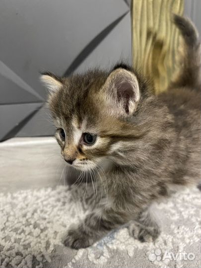 Котята