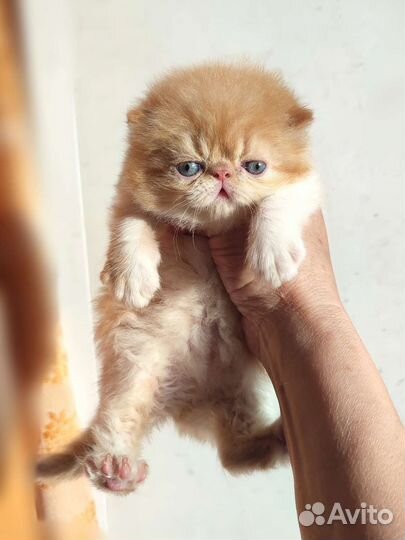 Котята персы