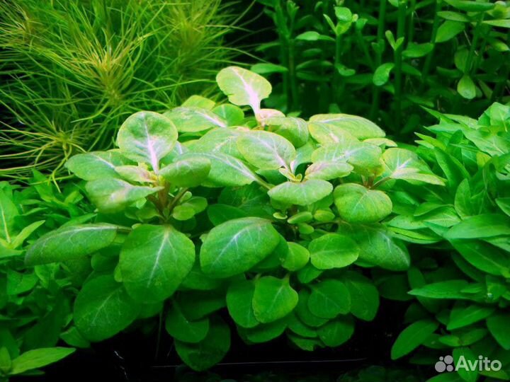 Заказ аквариумных растений