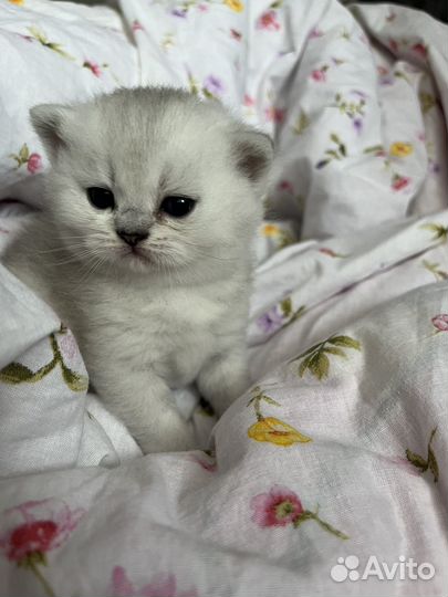 Котята породистые