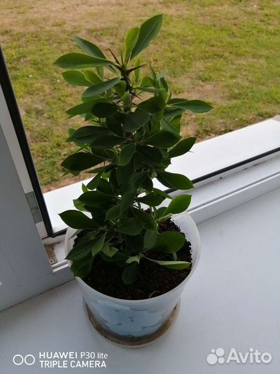 Суккулент, многолетнее растение