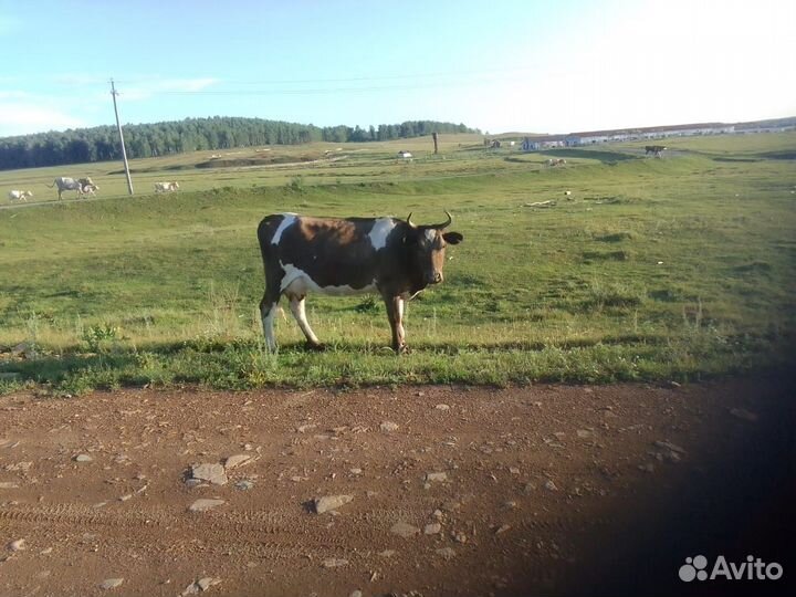 Продам корову