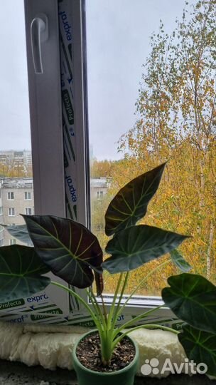 Алоказия регал шилдс