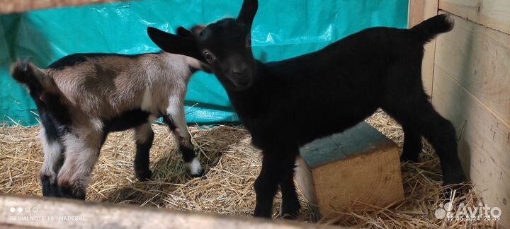 Альпийские козочки