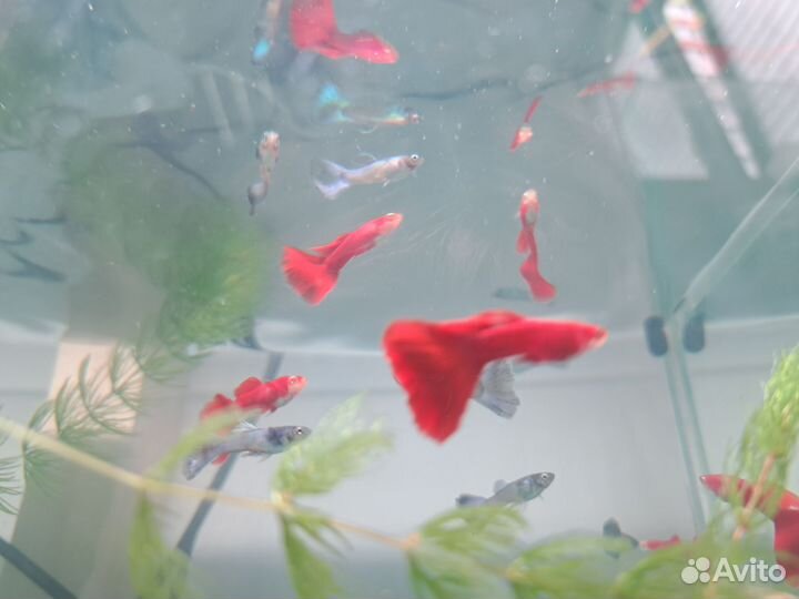 Аквариумные рыбы