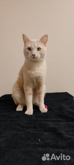 Рыжий-персиковый кот в добрые руки