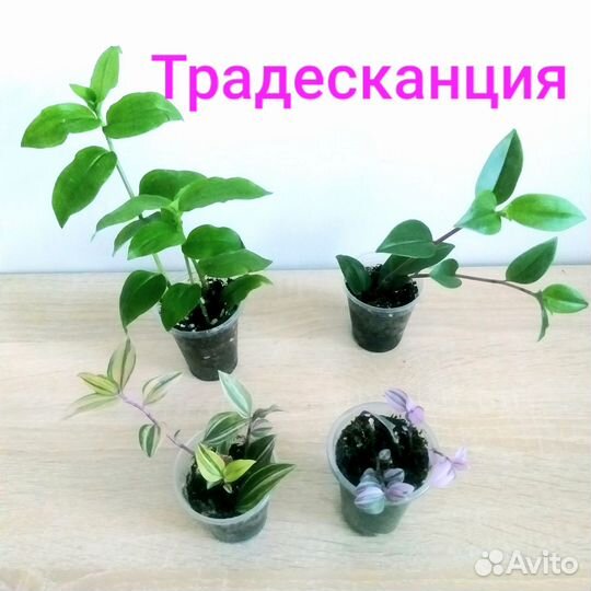 Комнатные растения цветы