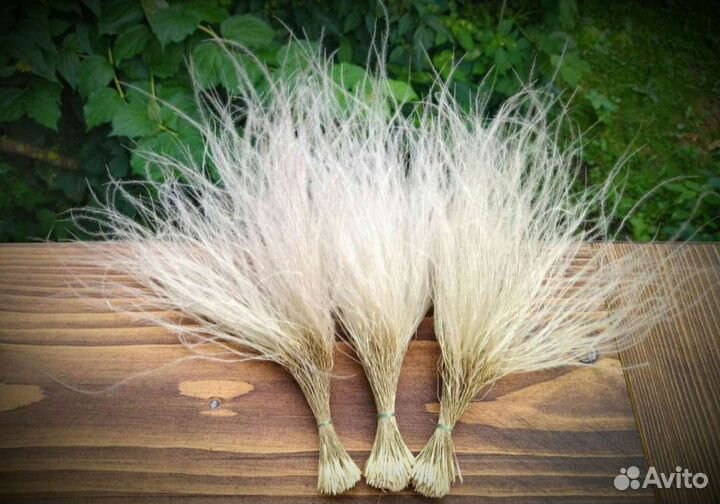 Ковыль сухоцвет в пучках