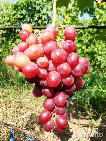 Саженцы винограда и плодовых