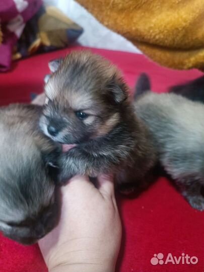 Померанский шпиц минюшечки)