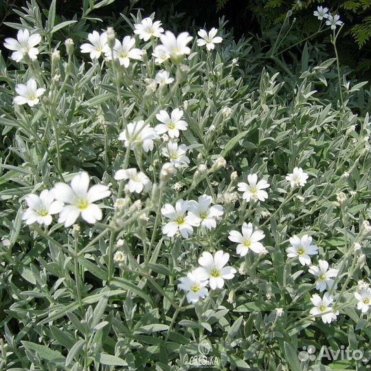 Многолетники садовые