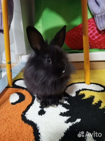 Декоративные кролики бронь