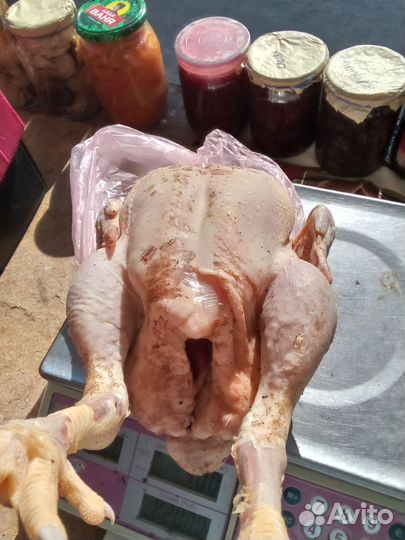 Инкубационные яйца индюшек,уток,кур