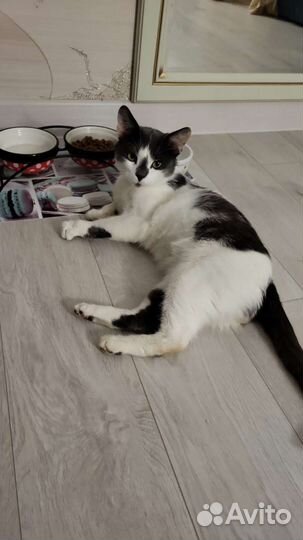 Кот с влк мечтает о маме)