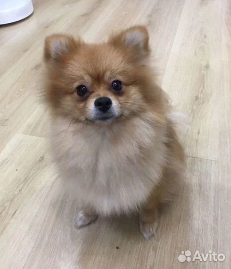 Померанский шпиц