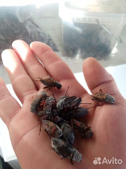 Замороженные насекомые