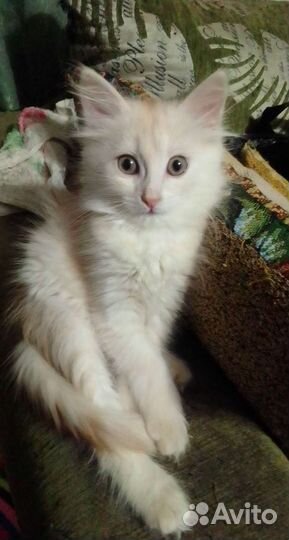 Кошечка бесплатно