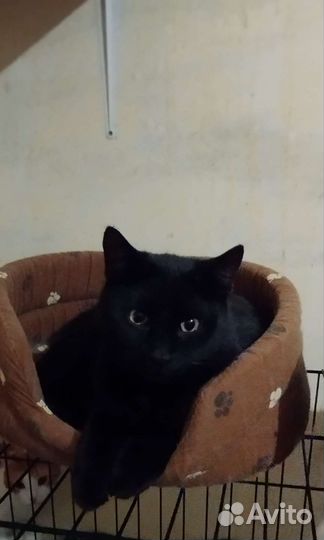 Кошечка Вупи