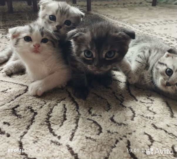 Шотландская вислоухая кошка