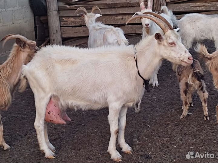 Козы дойные