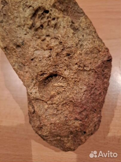 Камень с окаменелостью