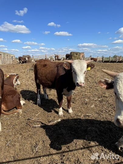 Телочки и Бычки Герефорд на племя