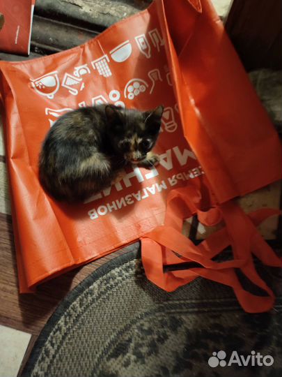 Веселые котята в добрые руки